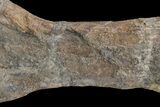 Fossil Ankylosaur Tibia on Metal Stand - Montana #176370-6